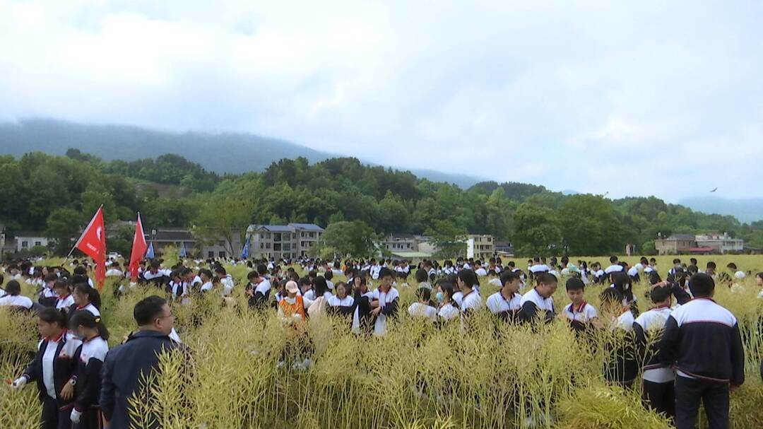 桑植一中：学生收割油菜 体验农耕文化